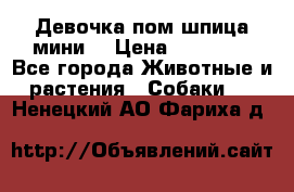 Девочка пом шпица мини  › Цена ­ 30 000 - Все города Животные и растения » Собаки   . Ненецкий АО,Фариха д.